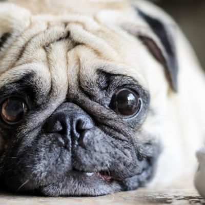Certain Things You Should Know About A Pug And Its Personality