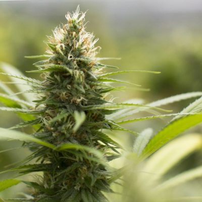 How to Choose The Right CBD Flower?