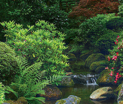 What Are the Key Features of Japanese Gardens That Attract Senior Visitors?